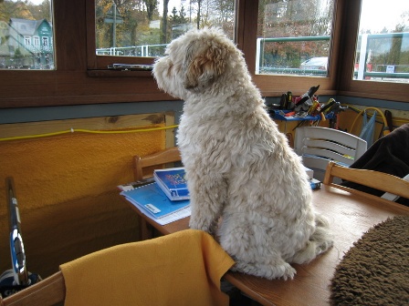 Tilly looks out